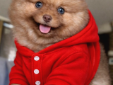 Mavi Göz Pomeranian Boo
