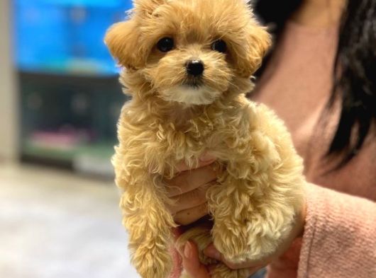 Dünya Tatlisi Malti̇poo Yavrulari görsel