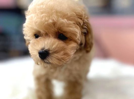 Dünya Tatlisi Malti̇poo Yavrulari görsel