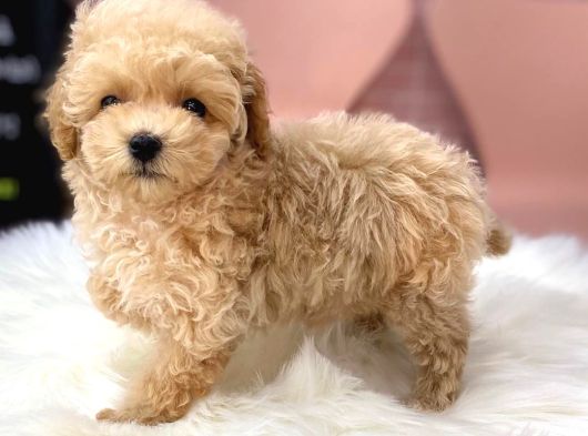 DÜNYA TATLISI MALTİPOO YAVRULARI