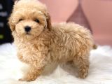 Dünya Tatlisi Malti̇poo Yavrulari