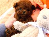 Daha Guzeli Kadar En Iyi Korean Toy Poodle Bebislerimiz