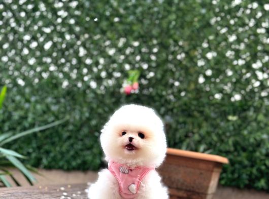 Ayıcık Surat Pomeranian Boo Yavrular görsel