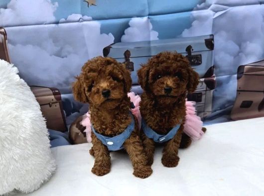 A Kali̇te Toy Poodle Yavrularimiz