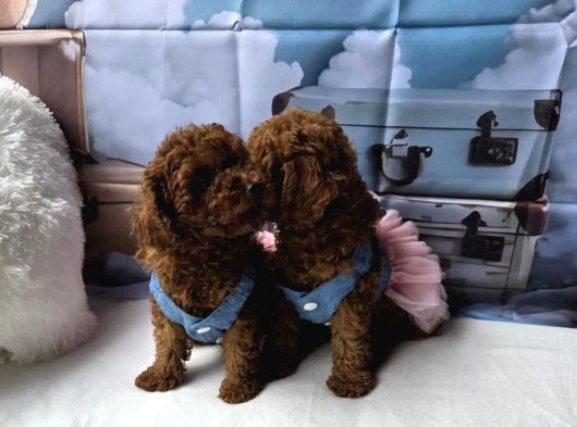 A Kali̇te Toy Poodle Yavrularimiz görsel