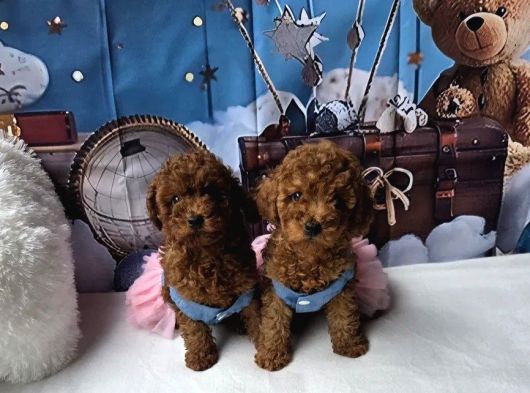 A Kali̇te Toy Poodle Yavrularimiz görsel