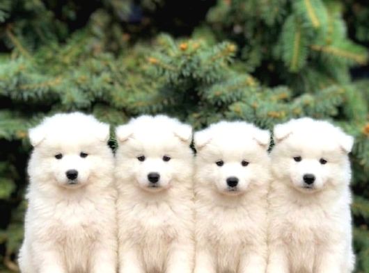 Safkan Samoyed İlanlari