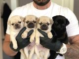 SAFKAN PUG YAVRULARI