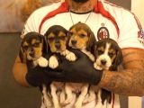 SAFKAN ELİZABETH BEAGLE YAVRULARI