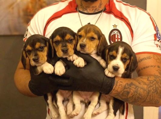 Safkan Eli̇zabeth Beagle Yavrulari