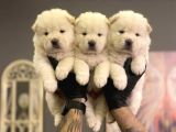 SAFKAN MOR DİLLİ CHOW CHOW YAVRULARI