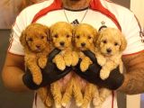 SAFKAN MALTİPOO YAVRULARI