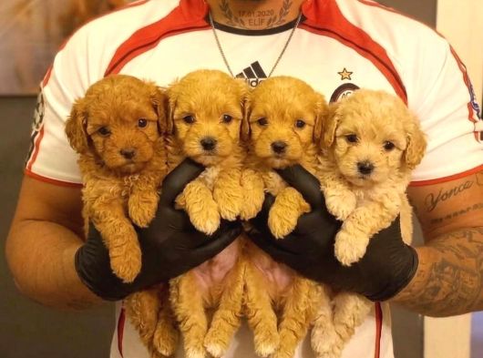 Safkan Malti̇poo Yavrulari