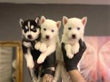 SAFKAN MAVİ GÖZLÜ HUSKY YAVRULARI