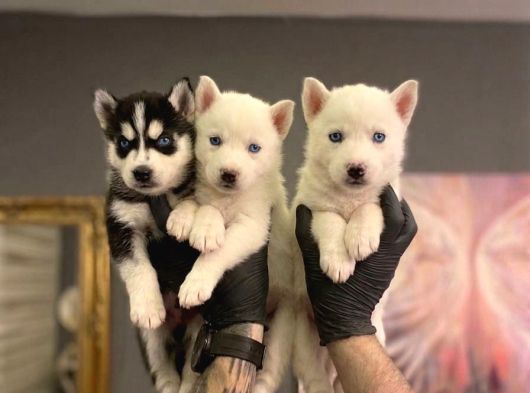 Safkan Mavi̇ Gözlü Husky Yavrulari