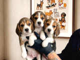 SAFKAN ELİZABETH BEAGLE İLANLARI