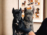 SAFKAN DEV CANE CORSO YAVRULARI