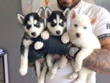 SAFKAN MAVİ GÖZLÜ HUSKY YAVRULARI