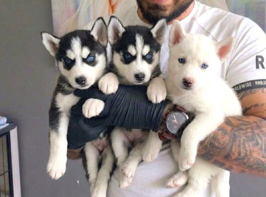 Safkan Mavi̇ Gözlü Husky Yavrulari