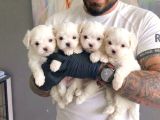 SAFKAN TEACUP MALTESE TERRİER YAVRULARI