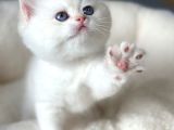 Kar Beyaz Silver British Shorthair