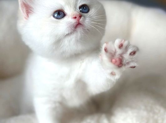 Kar Beyaz Silver British Shorthair görsel