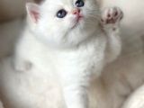 Kar Beyaz Silver British Shorthair