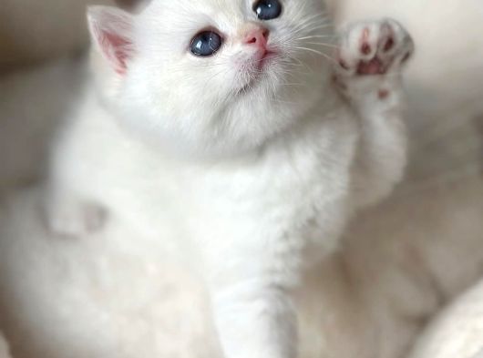 Kar Beyaz Silver British Shorthair görsel