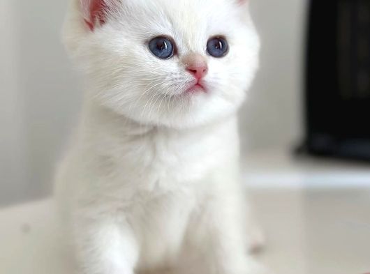 Kar Beyaz Silver British Shorthair
