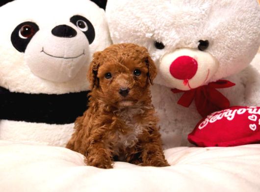 Toy Poodle Sevi̇mli̇ Yavrular Ev Üreti̇mi̇