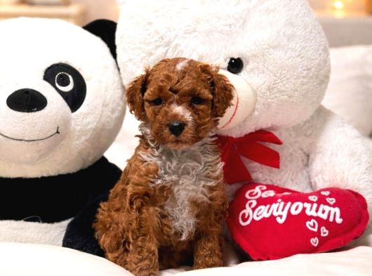 MALTİPOO CİNSİ YAVRULAR EV ÜRETİMİ