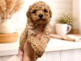 Malti̇poo Ci̇nsi̇ Yavrular Ev Üreti̇mi̇
