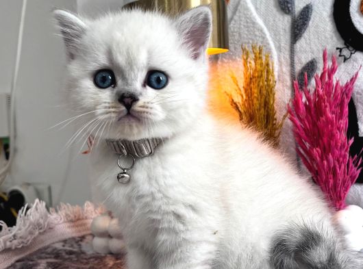 Top Kafa Ayı Surat Yavrularımız Hazır görsel