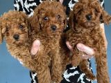En Güzel Toy Poodle Yavrular Ankara  Magazamizda Canli Görün