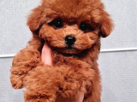 Orjinal Toy Poodle Yavruları