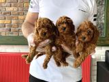 En Güzel Toy Poodle Yavrular Ankara  Magazamizda Canli Görün