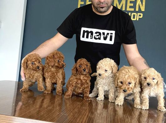 En Güzel Toy Poodle Yavrular Ankara  Magazamizda Canli Görün görsel