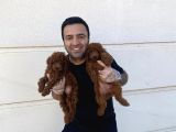 En Güzel Toy Poodle Yavrular Ankara  Magazamizda Canli Görün