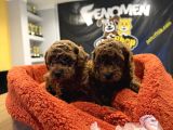 En Güzel Toy Poodle Yavrular Ankara  Magazamizda Canli Görün