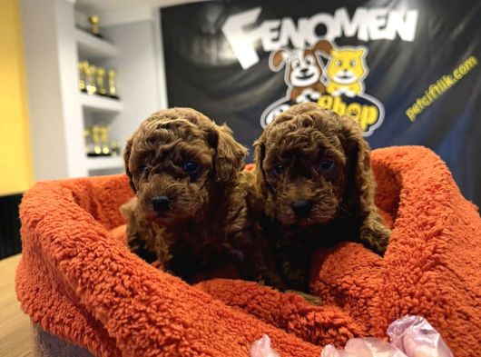 En Güzel Toy Poodle Yavrular Ankara  Magazamizda Canli Görün görsel