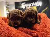 En Güzel Toy Poodle Yavrular Ankara  Magazamizda Canli Görün