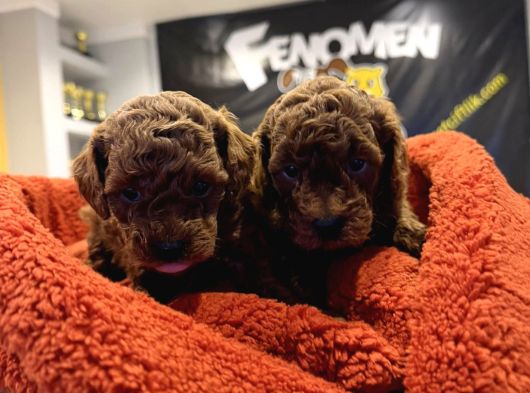 En Güzel Toy Poodle Yavrular Ankara  Magazamizda Canli Görün görsel