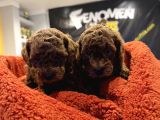 En Güzel Toy Poodle Yavrular Ankara  Magazamizda Canli Görün