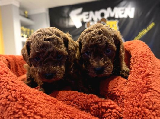 En Güzel Toy Poodle Yavrular Ankara  Magazamizda Canli Görün görsel