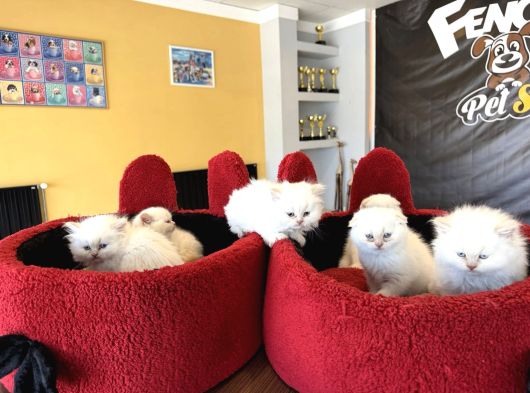 Kedi̇ci̇den Renk Renk British Shorthair Yavrulari Ankara