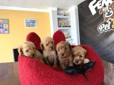 En Güzel Toy Poodle Yavrular Ankara  Magazamizda Canli Görün