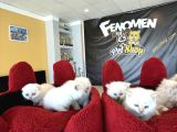Kedi̇ci̇den Renk Renk British Shorthair Yavrulari Ankara