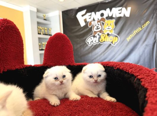 Top Kafa Scottish Fold Yavrulari Fenomen Pet Shop
