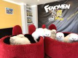Kedi̇ci̇den Renk Renk British Shorthair Yavrulari Ankara