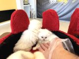 Top Kafa Scottish Fold Yavrulari Fenomen Pet Shop
